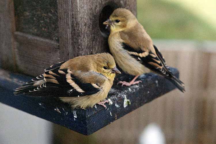 yellow finch