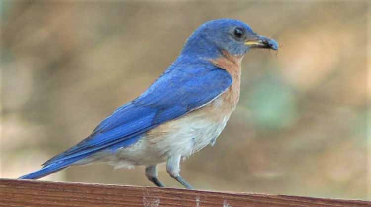 bluebirds