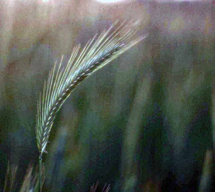 wheat grain