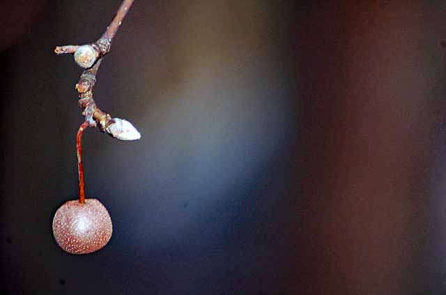 bud in midair