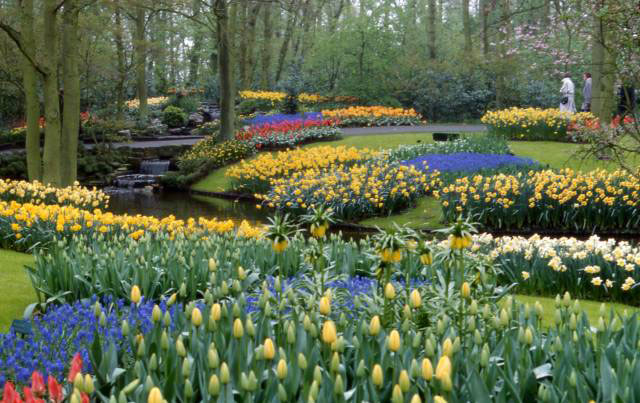 bed of various flowers
