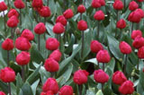 red tulips