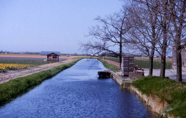 a canal flows through the rows of flowers