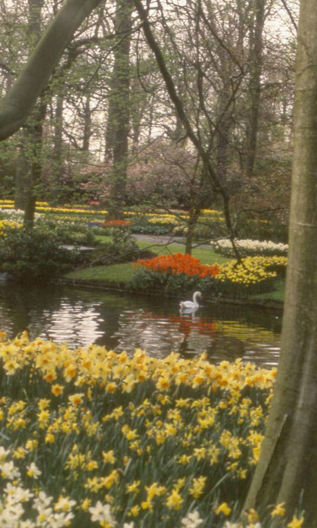 swan graces canal among flower beds