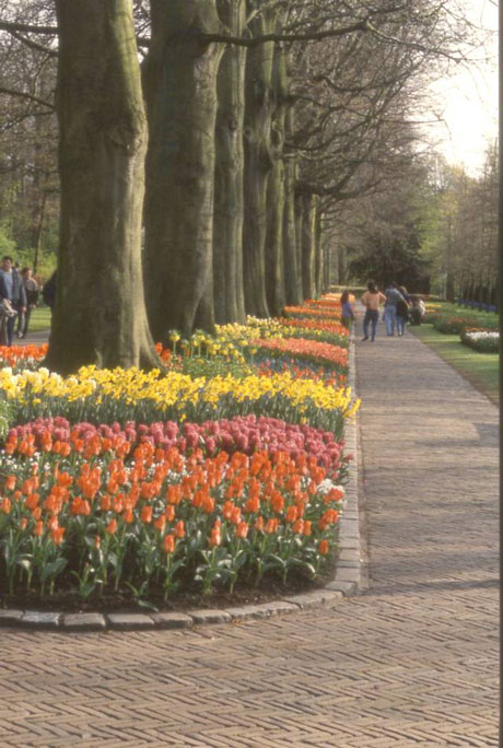 colorful flowers along walking path