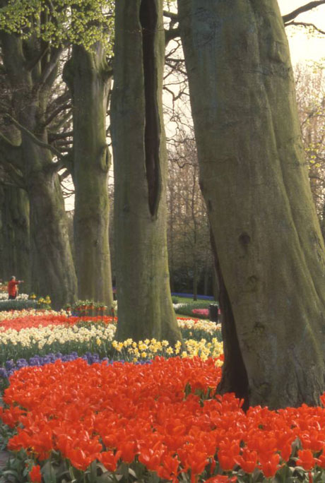 flower beds in park