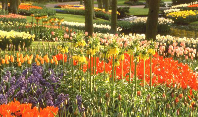 flowers everywhere