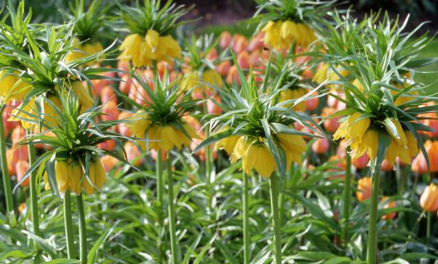 flowers tropical in appearance