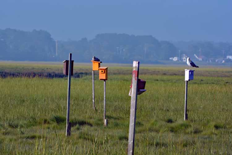 birdhouses