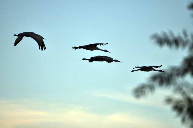 sandhill cranes