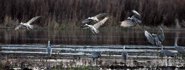 sandhill cranes