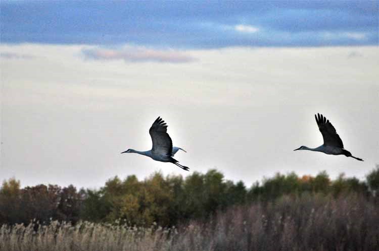 sandhill cranes in flight