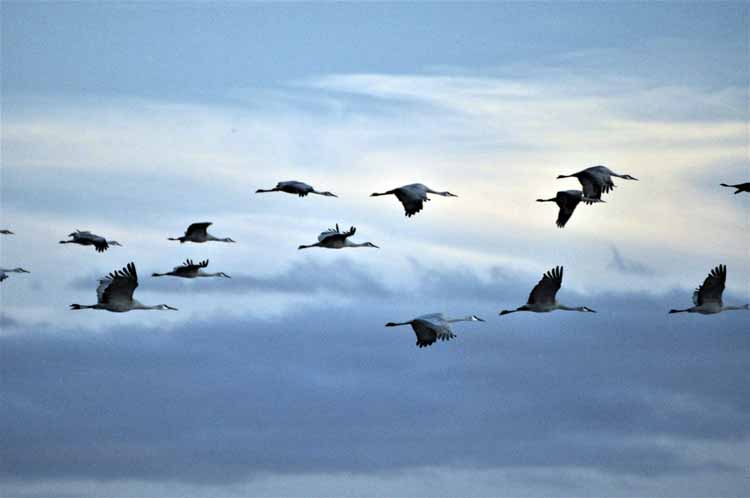 sandhill cranes in flight