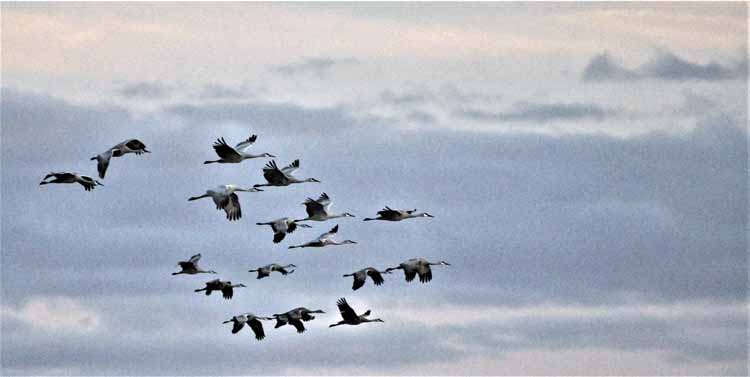 sandhill cranes