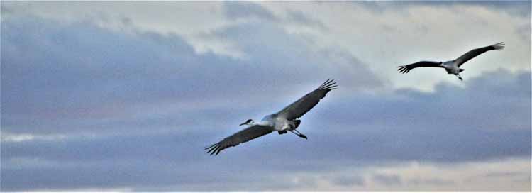 sandhill cranes