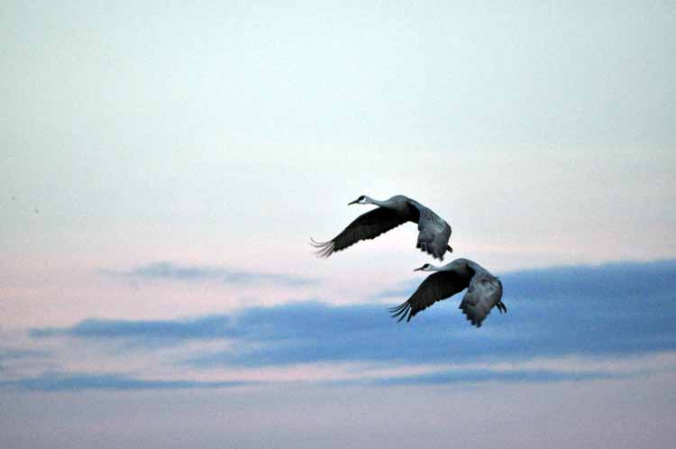 sandhill cranes