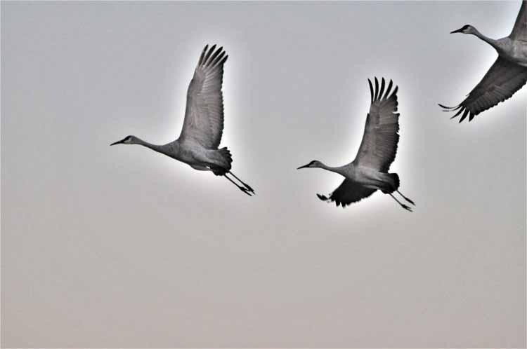 sandhill cranes