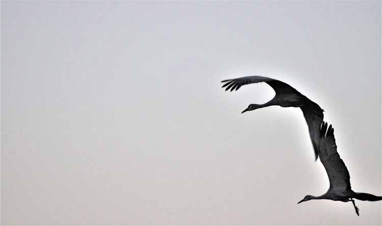 sandhill cranes