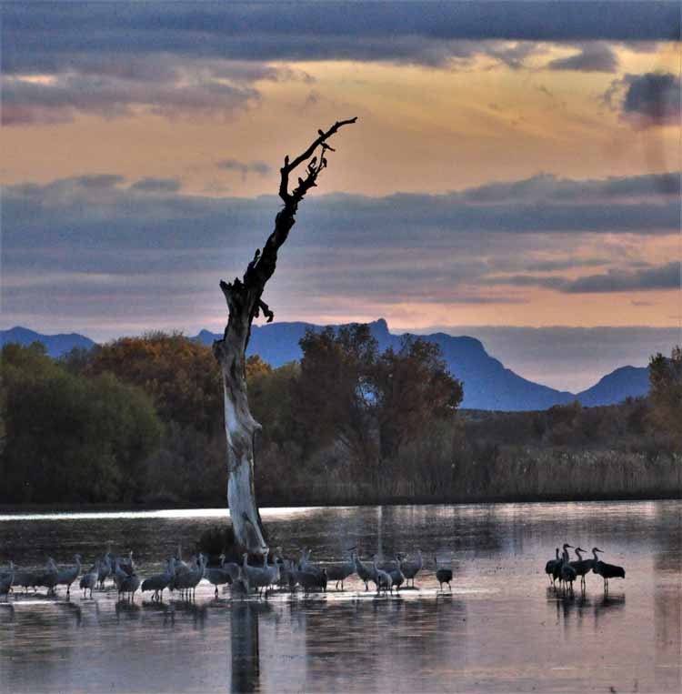 cranes on water