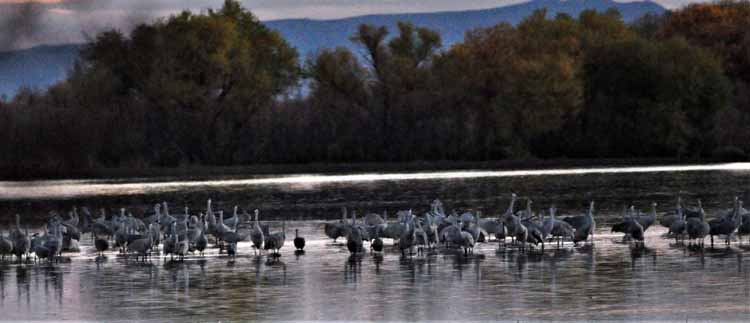 sandhill cranes