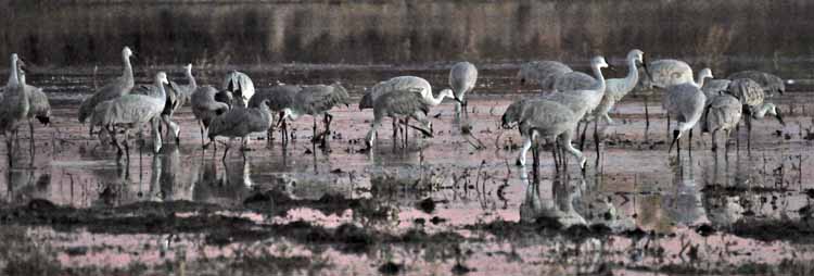 sandhill cranes
