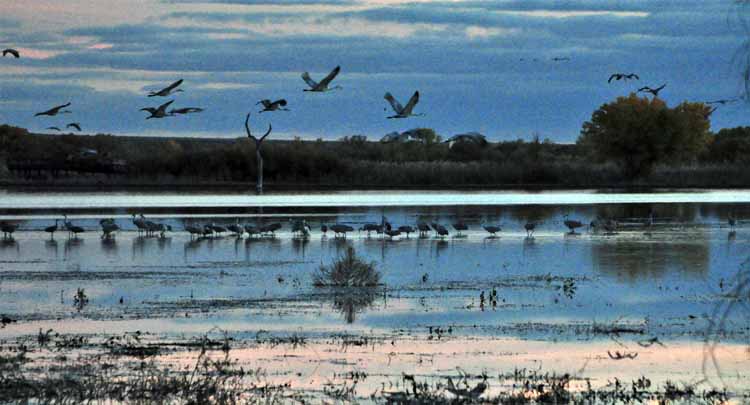 sandhill cranes
