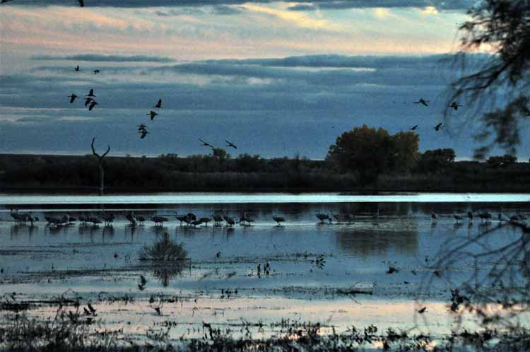 sandhill cranes