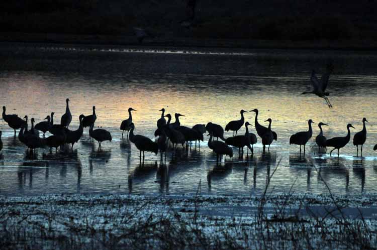 sandhill cranes