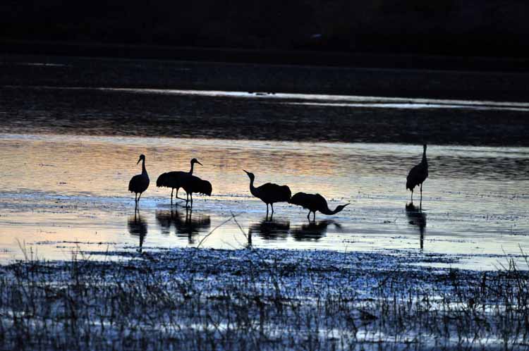 sandhill cranes
