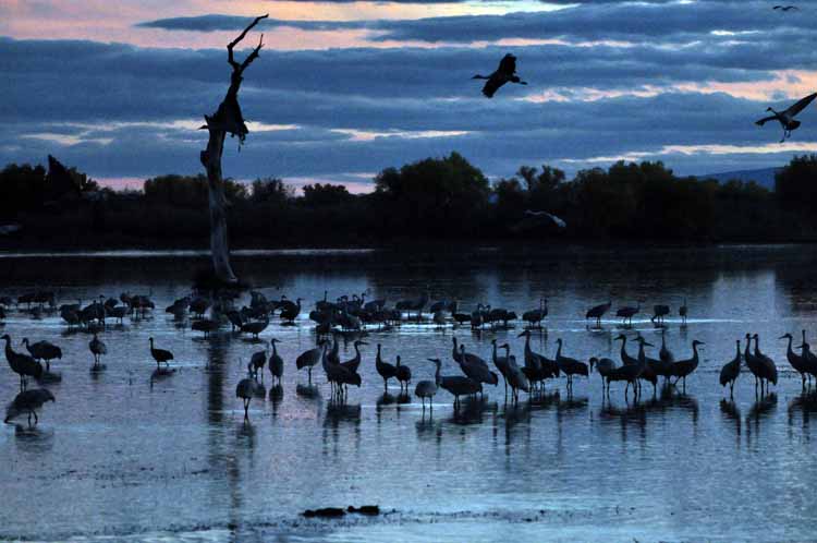 sandhill cranes