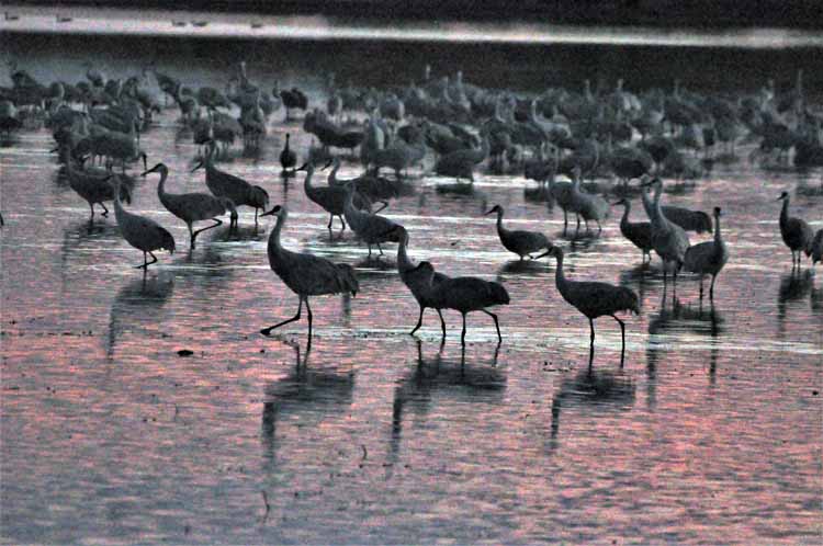 sandhill cranes