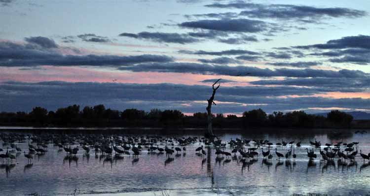 sandhill cranes