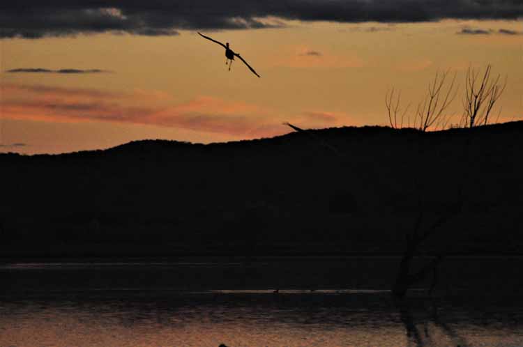 sandhill cranes