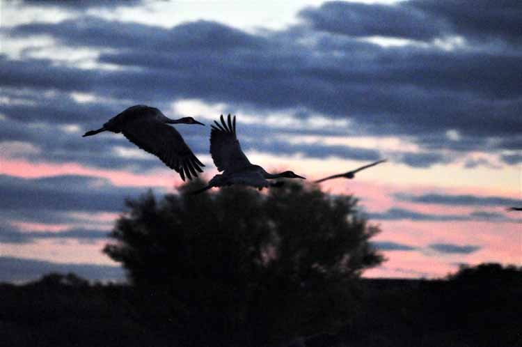 sandhill cranes