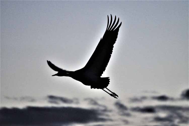 sandhill cranes