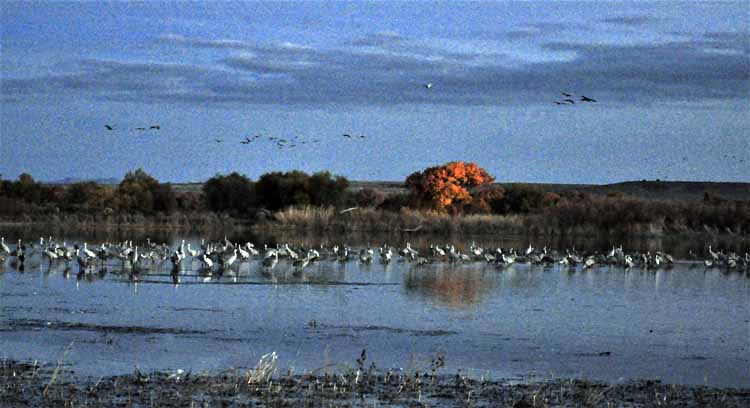 sandhill cranes