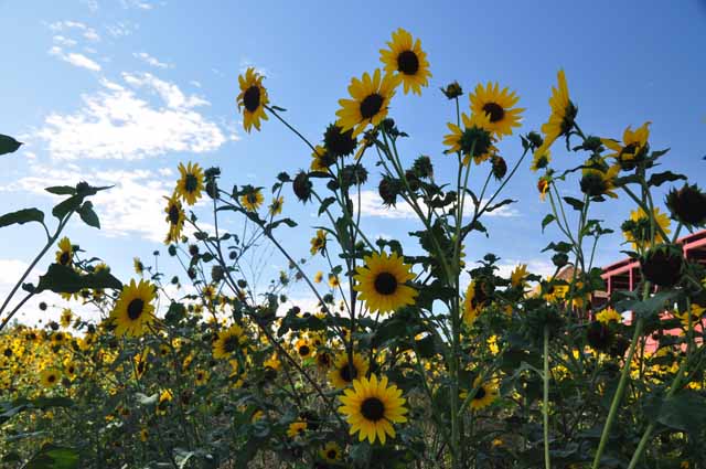 sunflowers