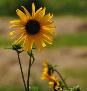 sunflowers