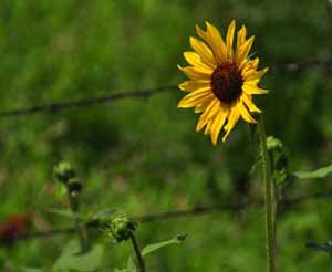 sunflowers