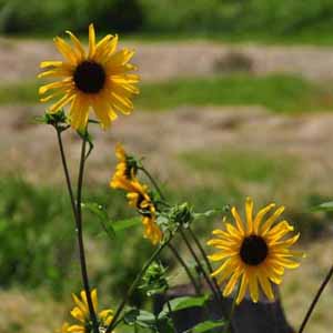 sunflowers