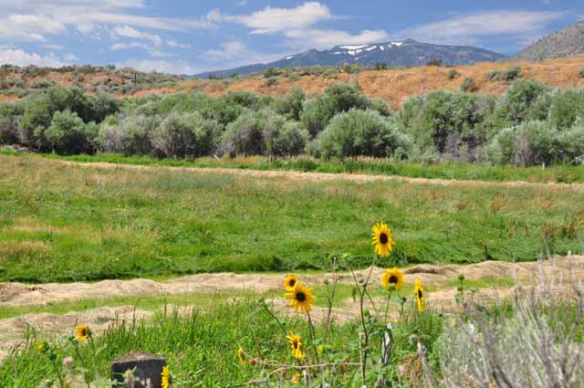 Carson Valley