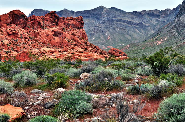 desert floor