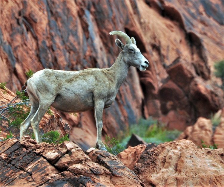 bighorn sheep