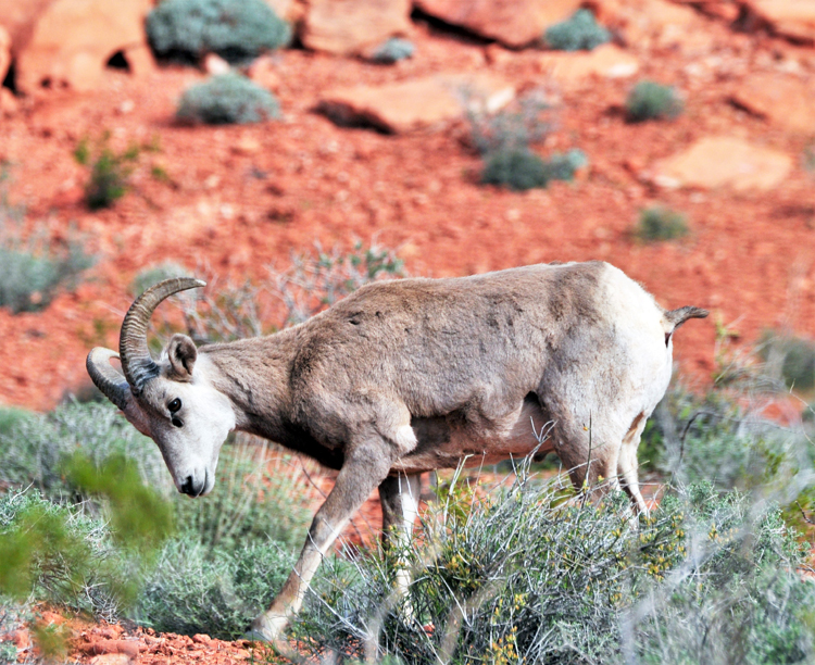 bighorn sheep