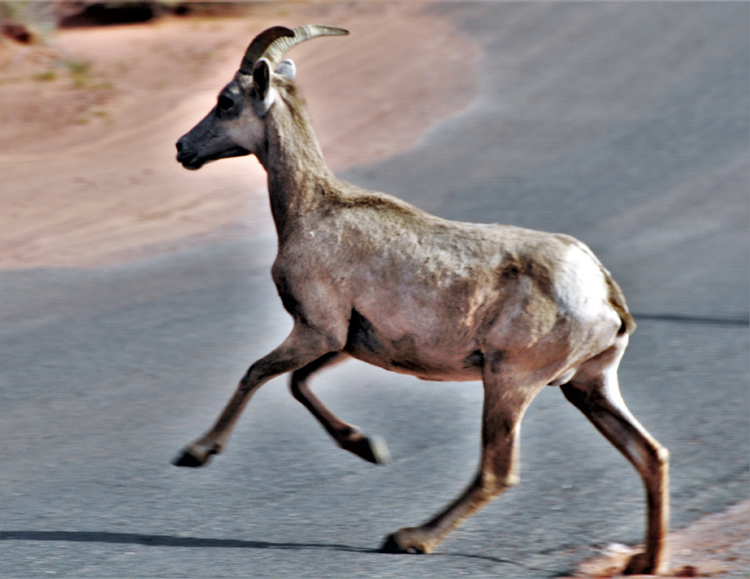 bighorn sheep