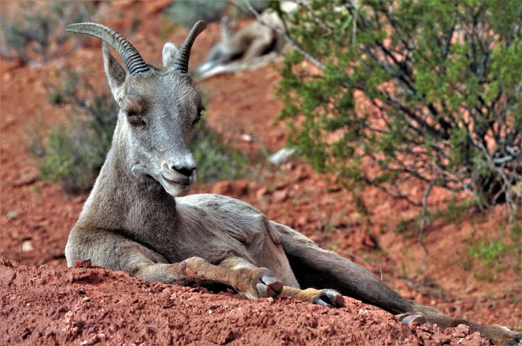 bighorn sheep