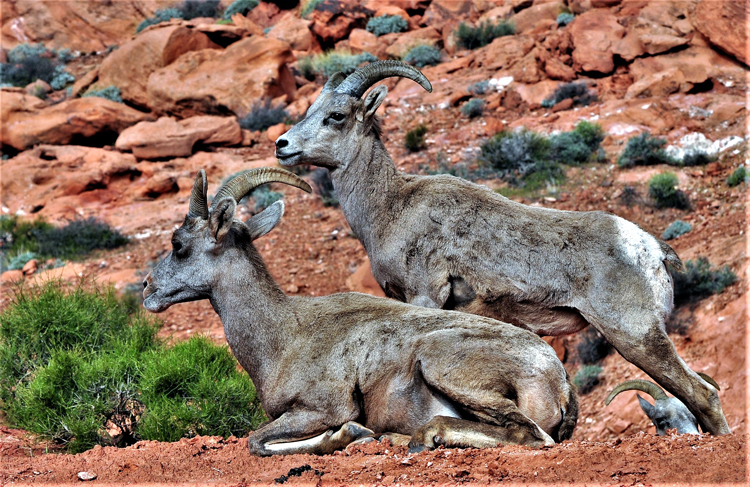 bighorn sheep