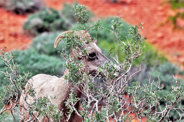 bighorn sheep