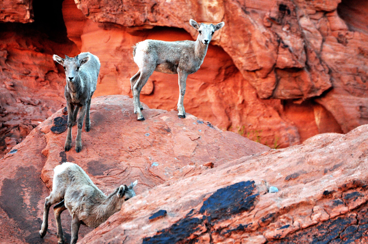 bighorn sheep