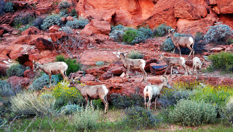 bighorn sheep